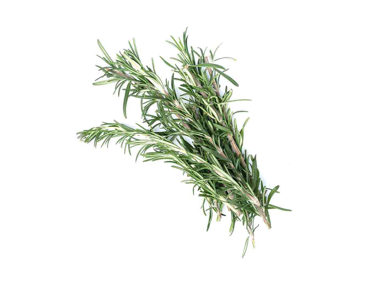 Organic Rosemary Bunch, France