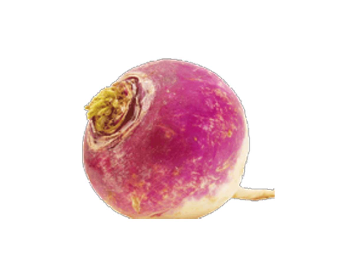 Organic Turnip