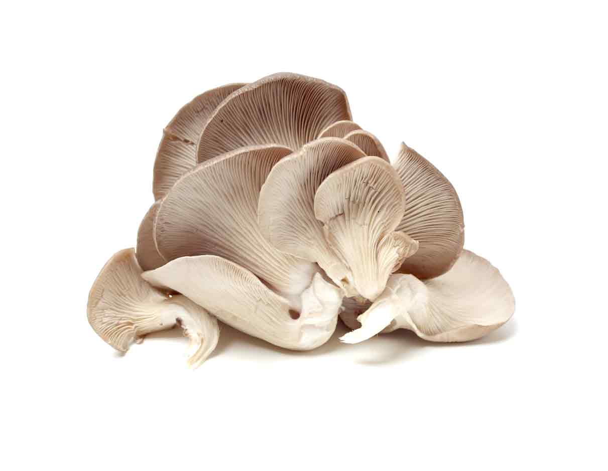 Organic Oyster Mushroom