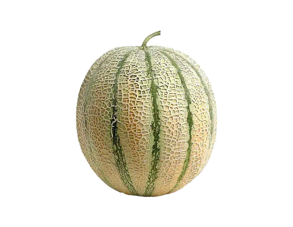 Organic Charentais Melon